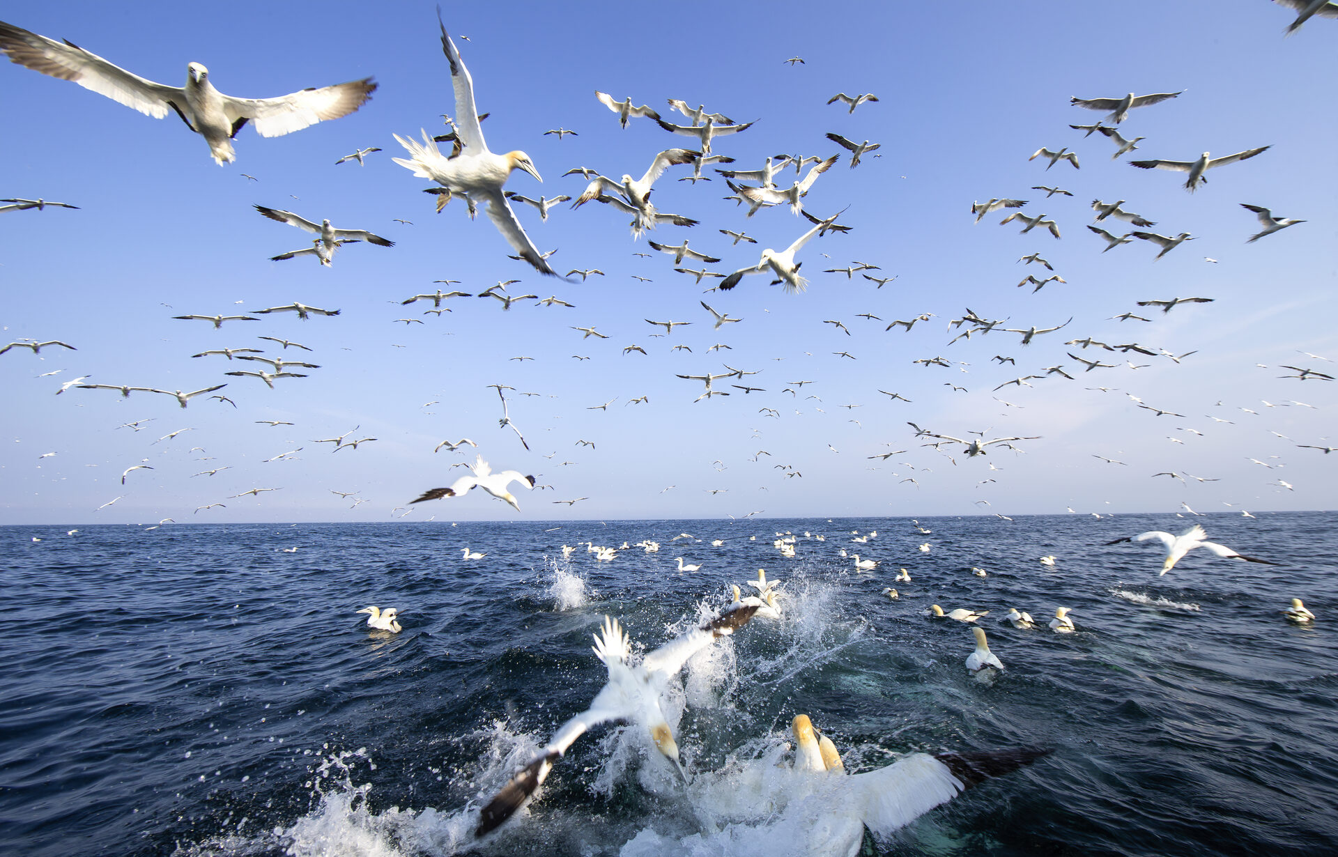 Northern gannet in flight at Bass Rock